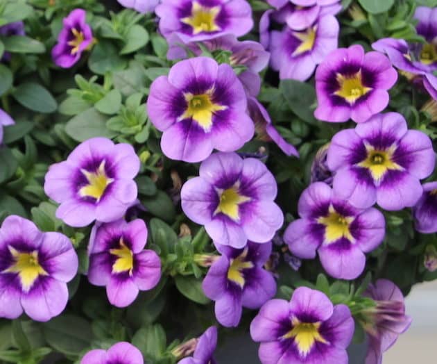 Calibrachoa Bumble Bee Blue
