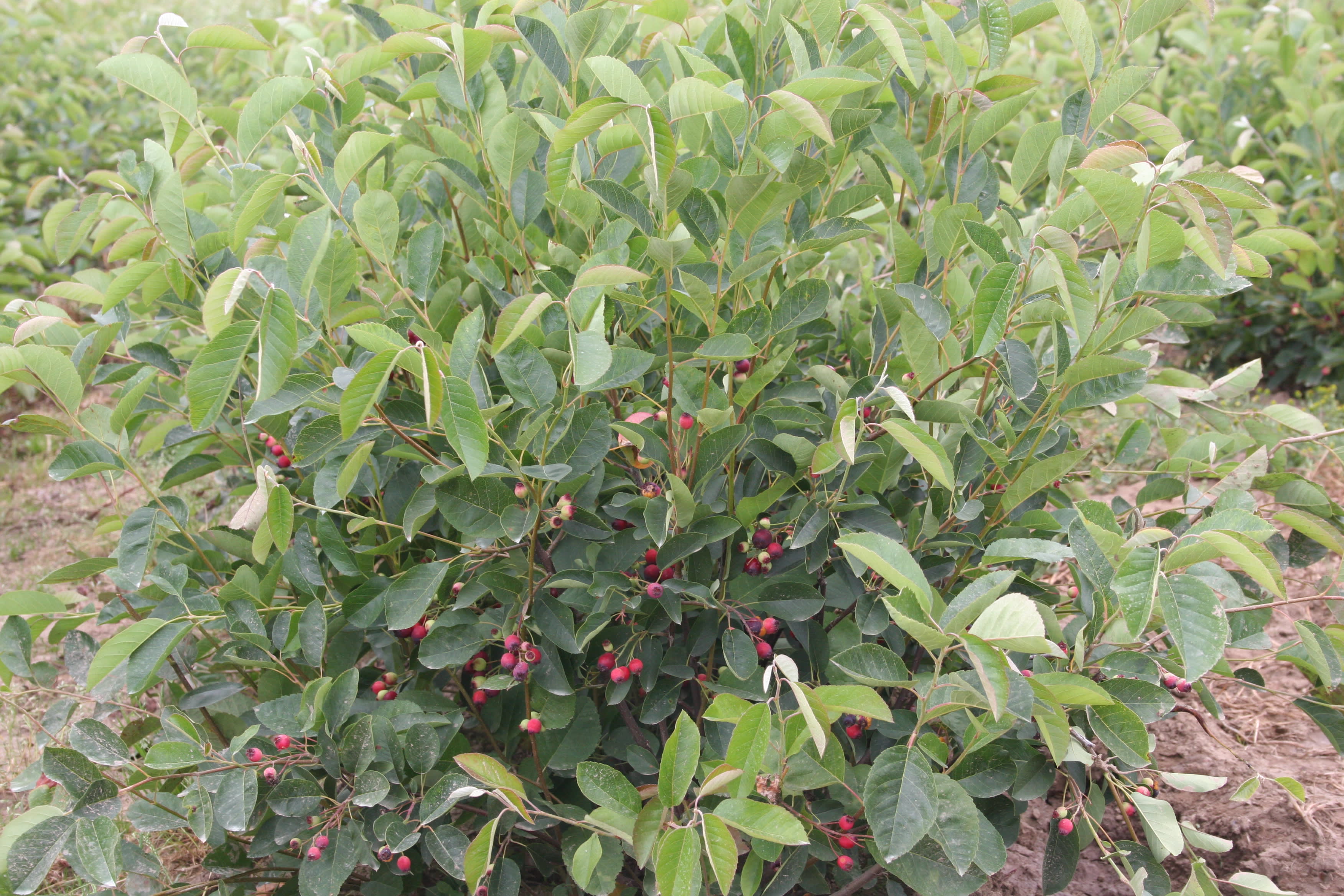 Amelanchier alnifolia ‘Regent’/Regent Saskatoon Serviceberry #2