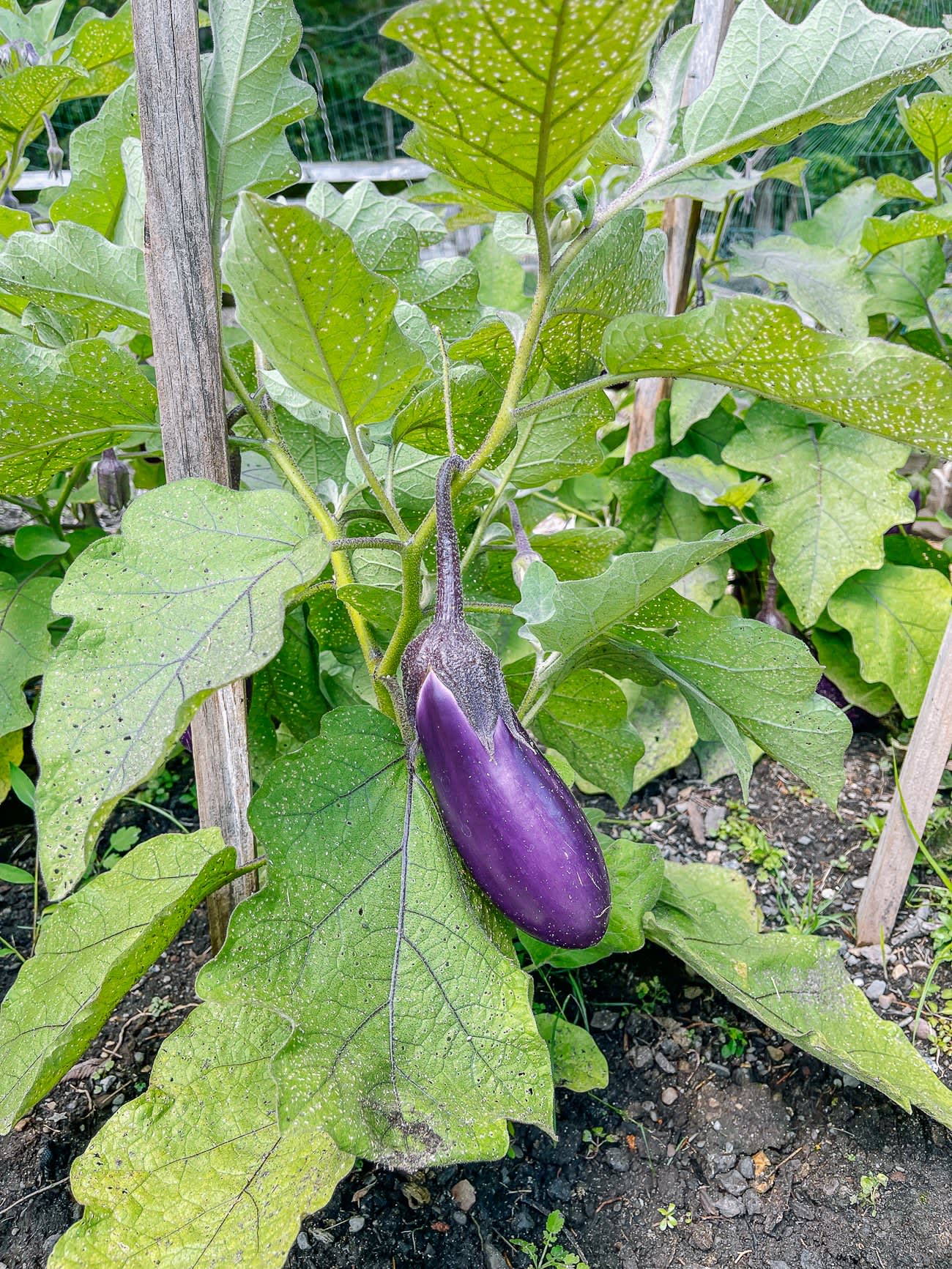 Asian Eggplant