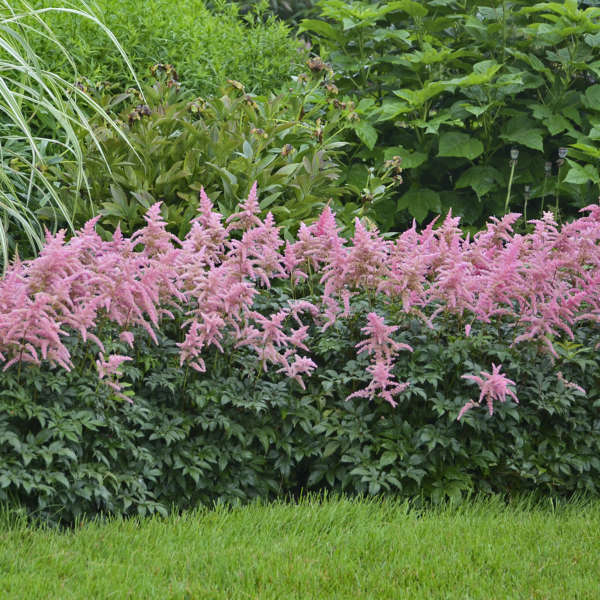 Astilbe ‘Bressingham Beauty’