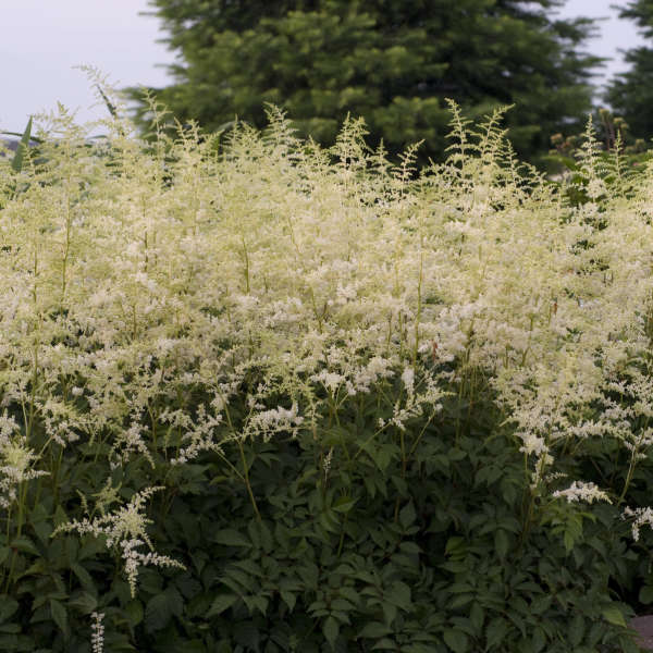Astilbe ‘Bridal Veil’