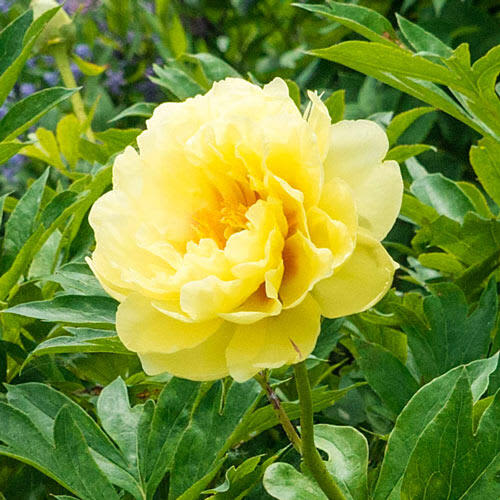 Paeonia ‘Bartzella’