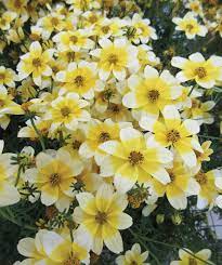 Bidens 'Yellow Splash' – 2 Wild Poppies