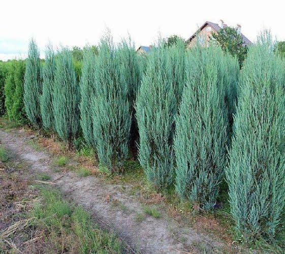 Juniperus scopulorum Blue Arrow – Juniper, Blue Arrow 5′