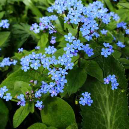 Brunnera Macrophylla