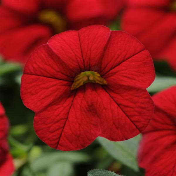 Calibrachoa Cabaret Bright Red
