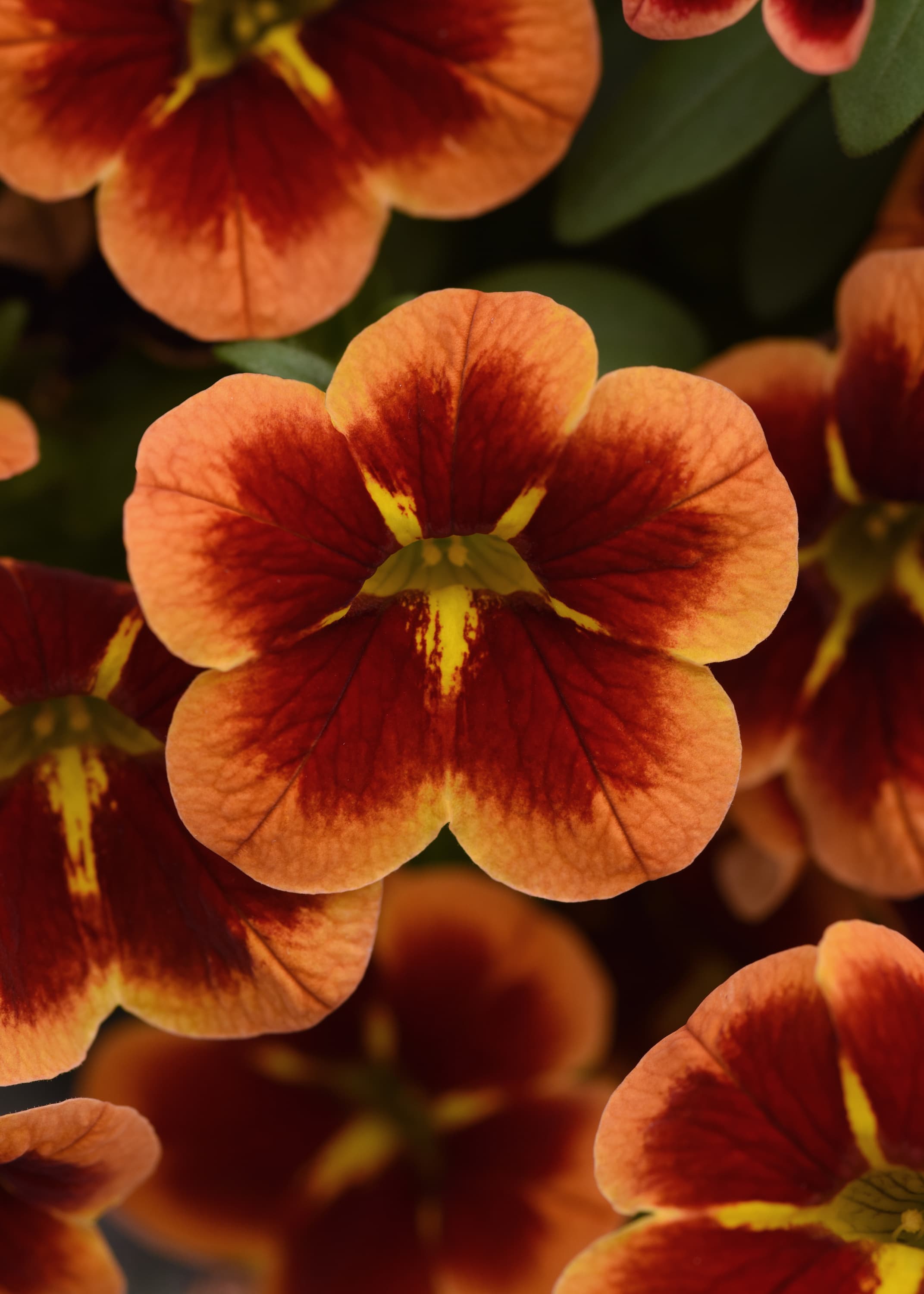 Calibrachoa Bumble Bee Orange