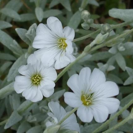 Cerastium tomentosum Columnae