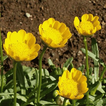 Chrysanthemum Yellow Button