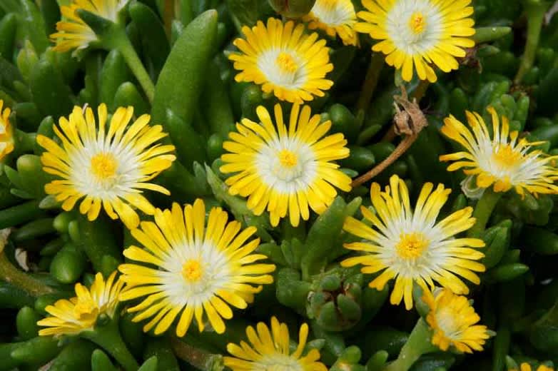 Delosperma Jewel of Desert Peridot