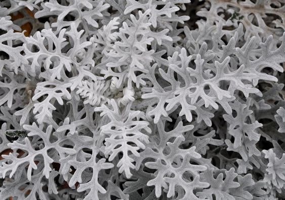 Dusty Miller Silverdust
