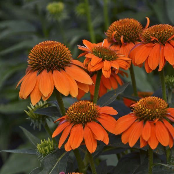 Echinacea Sombrero Flamenco Orange