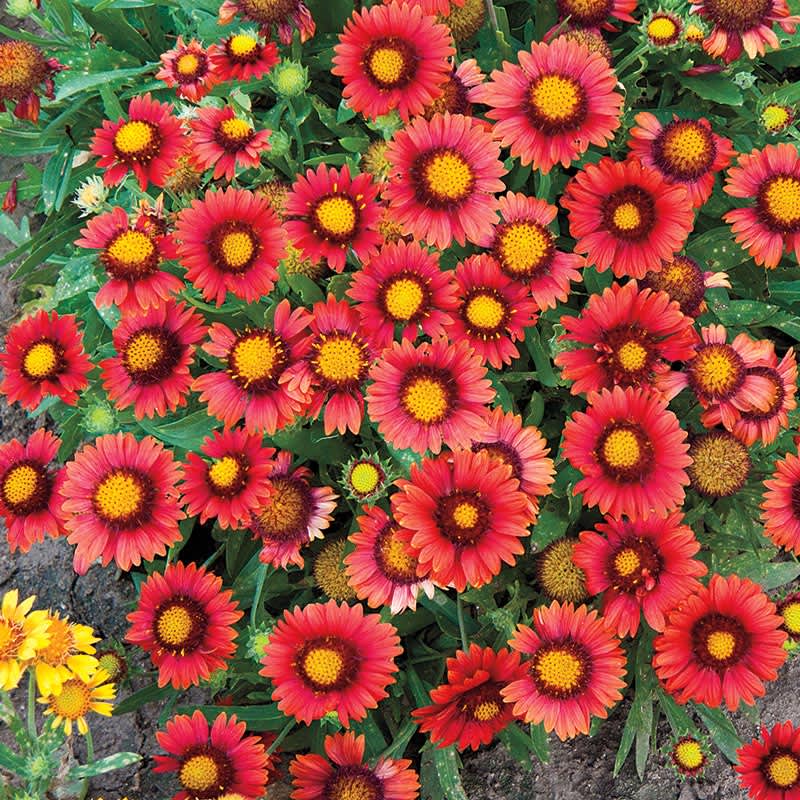 Gaillardia aristata ‘Arizona Red Shades’