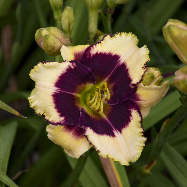 Hemerocallis ‘Blackthorne’