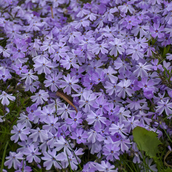 Phlox ‘Blue Emerald’