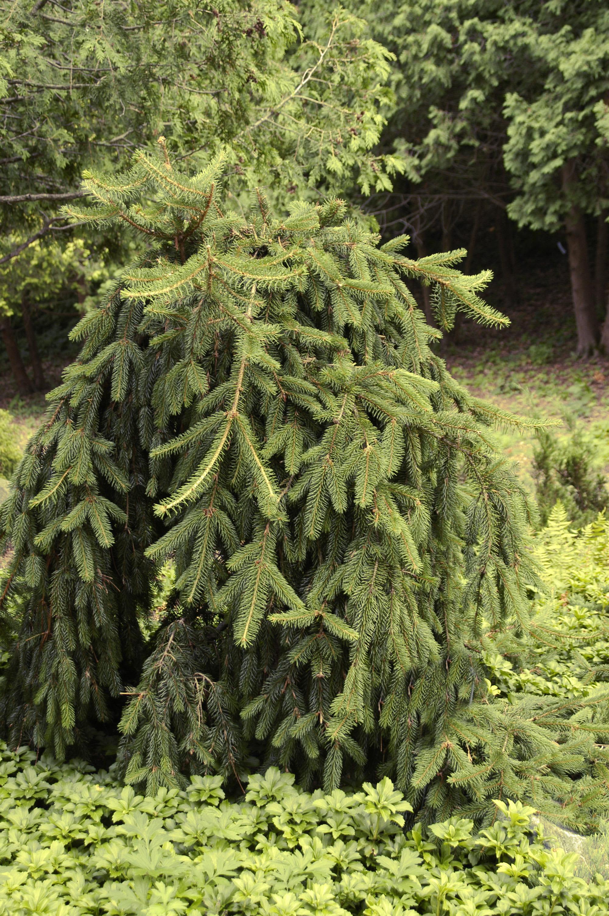Picea abies ‘Pendula’/Weeping Norway Spruce #5