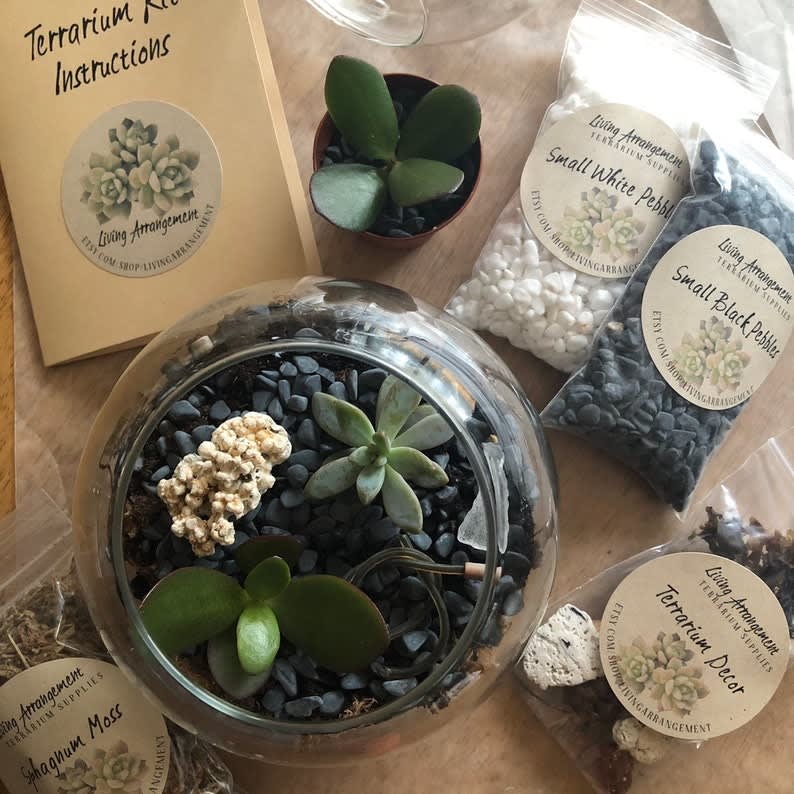 Succulent Terrarium Kit
