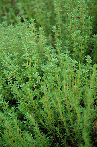 Thymus English