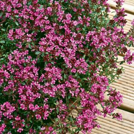 Thymus Red Creeping