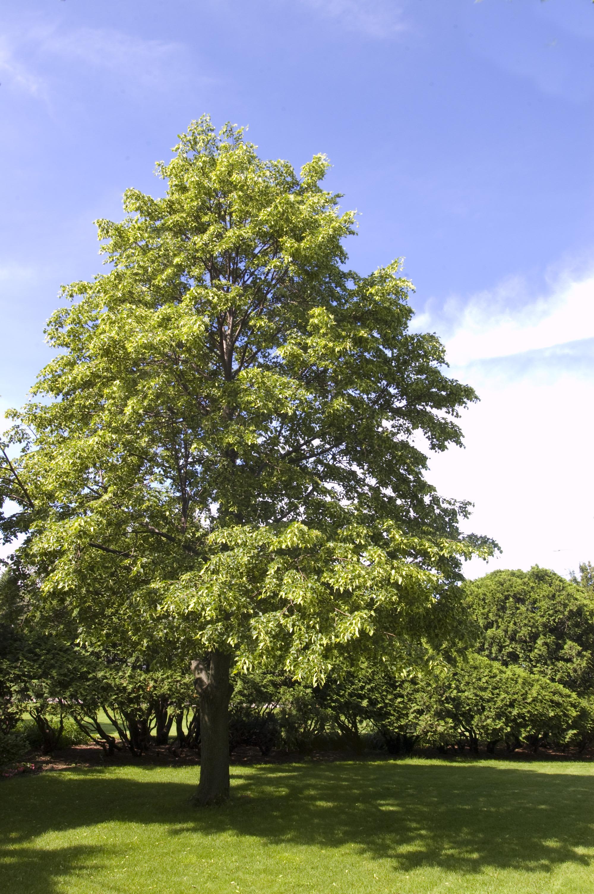Tilia cordata Greenspire, Greenspire Linden