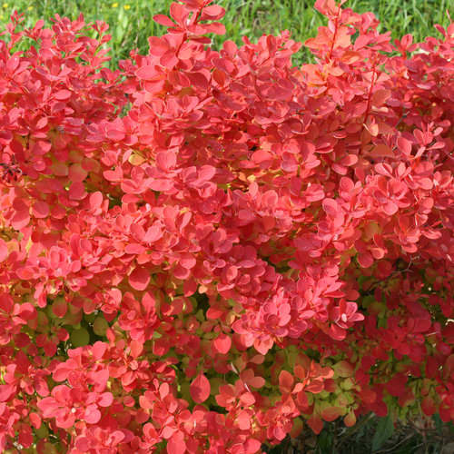 Berberis Sun Joy Neo