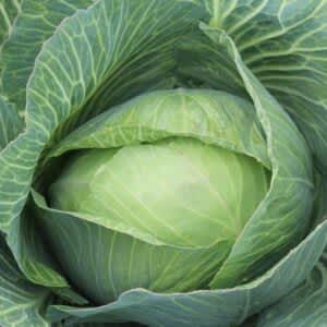 Cabbage Late Flat Dutch