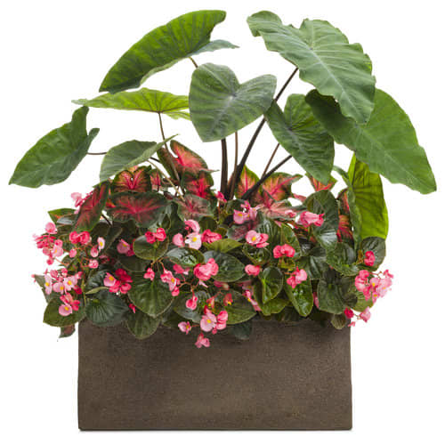 Colocasia Heart of the Jungle