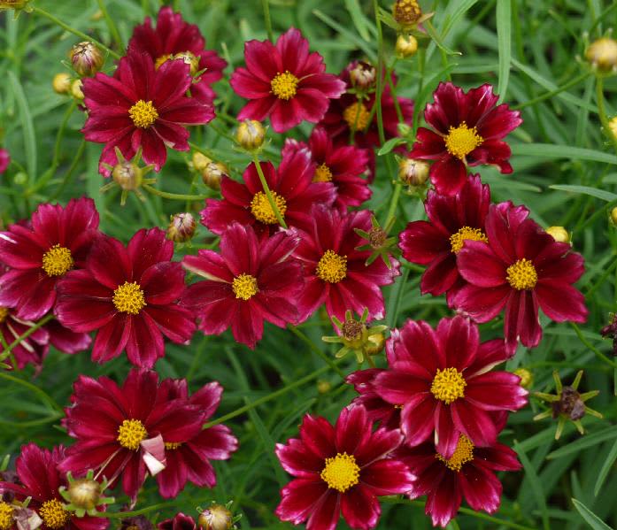 Coreopsis Big Bang Mercury Rising