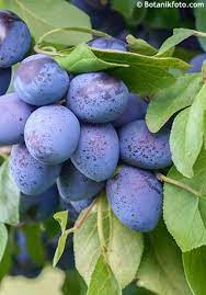 Prunus domestica Stanley – Plum #5