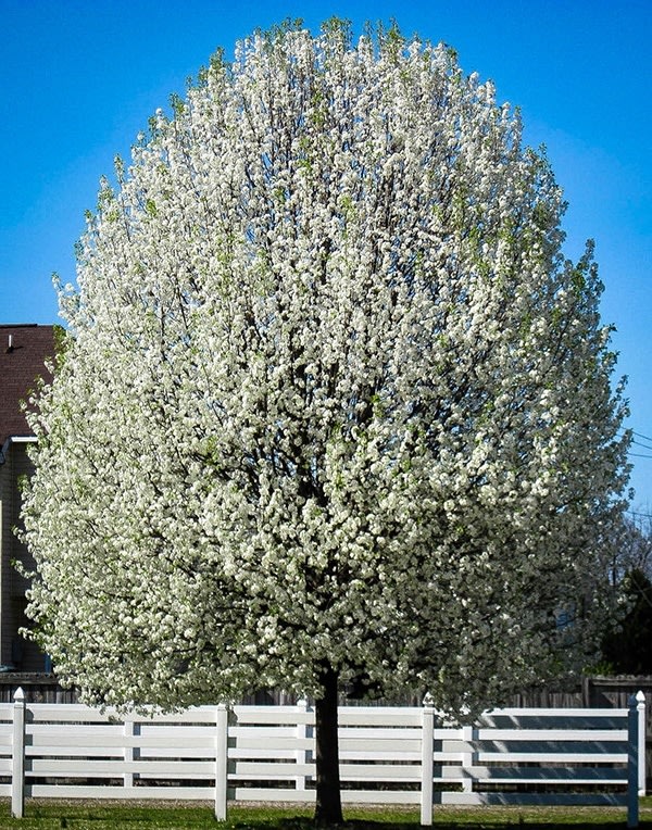 Pyrus calleryana Chanticleer – Pear, Chanticleer #15