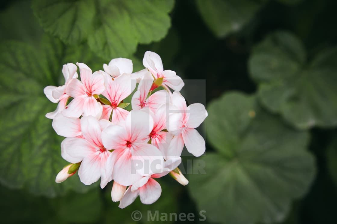 Geranium Ivy Precision ‘White Red Eye’
