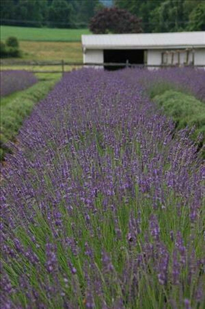 Lavender Phenomenal Niko