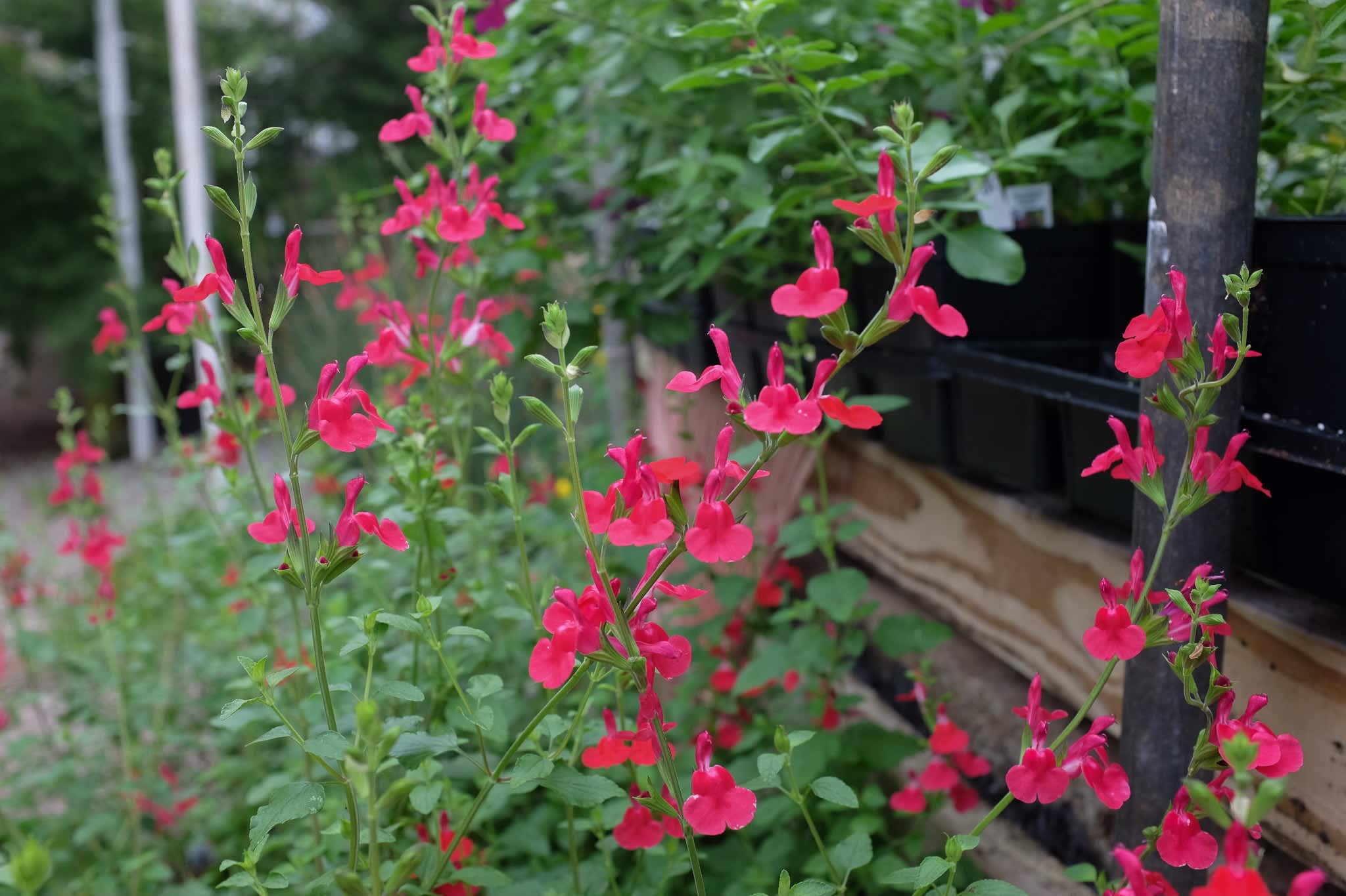 Salvia Hot Lips