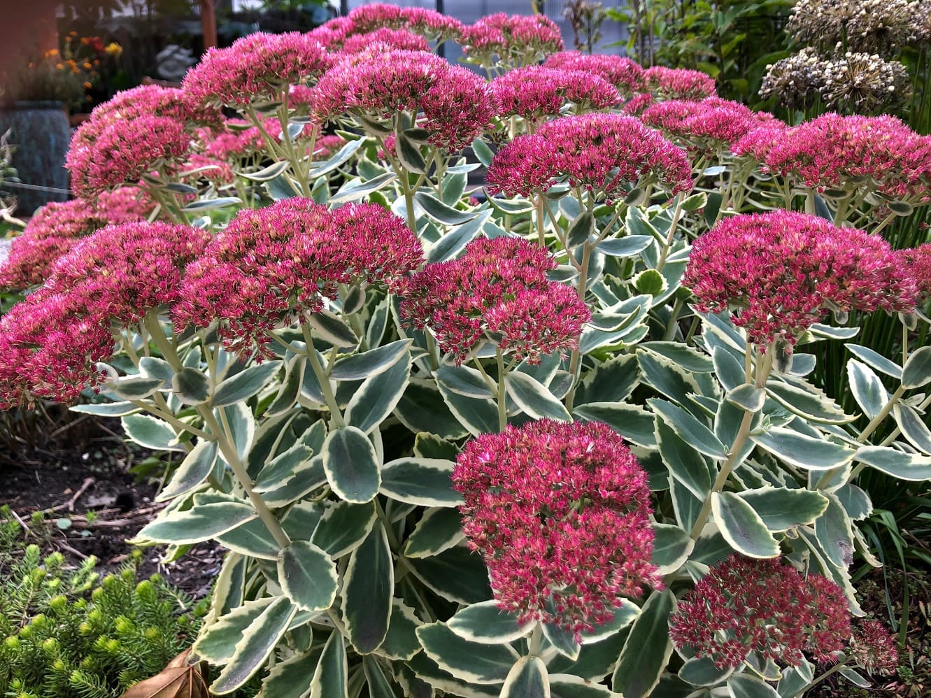 Sedum Frosted Fire