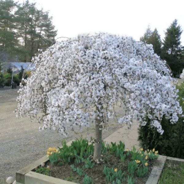 Prunus Snofozam, Cherry Snow Fountain Weeping #7