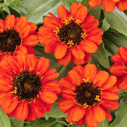 Zinnia Profusion Fire