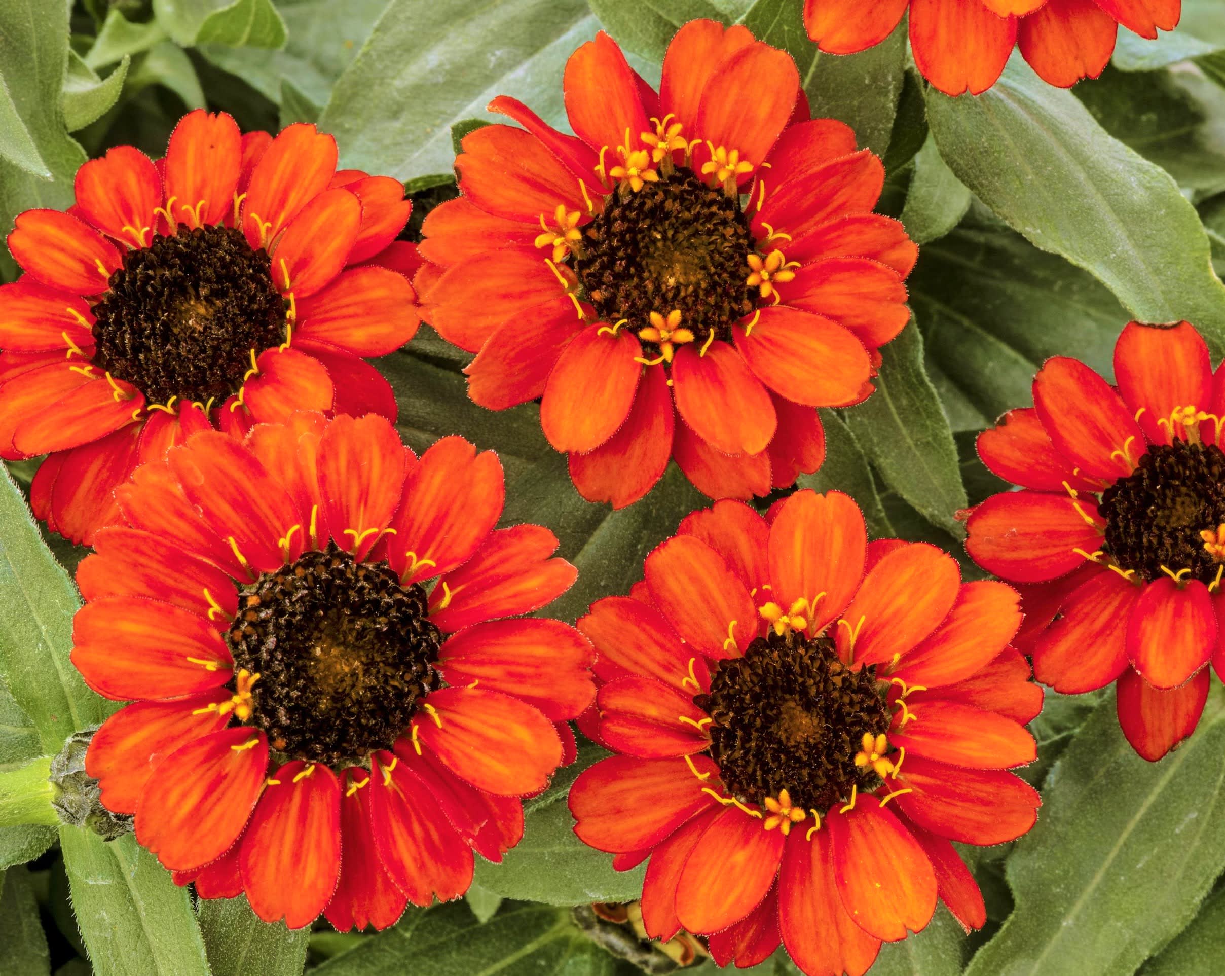 Zinnia Profusion Fire