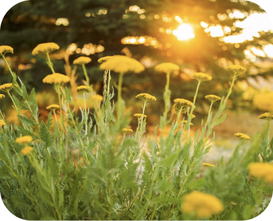 flower sunset picture