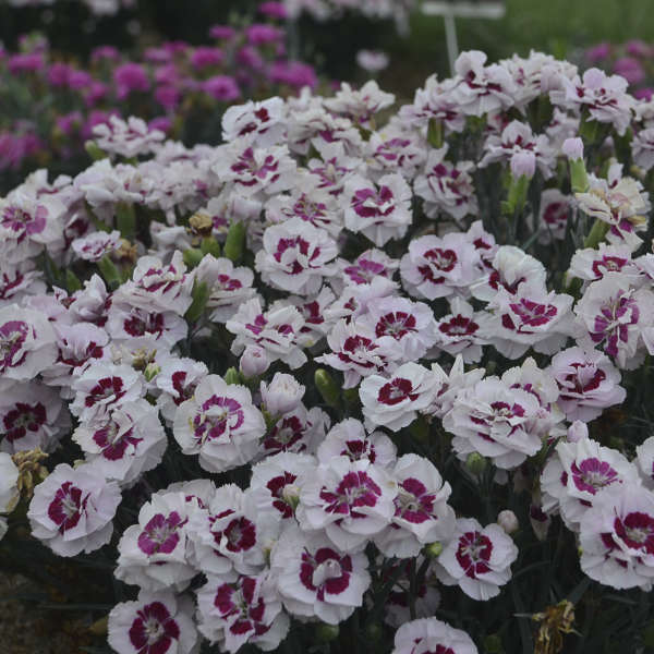 Dianthus ‘Kiss and Tell’