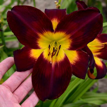 Hemerocallis 'Persian Ruby' Proven
