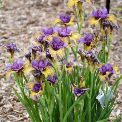 Iris s. 'Purring Tiger'