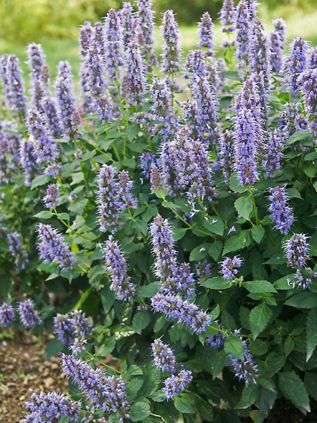 Agastache Blue Fortune