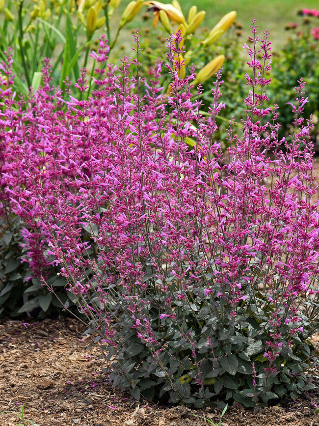 Agastache Royal Rasberry