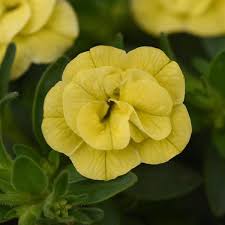 Calibrachoa "Minifamous Double Yellow"