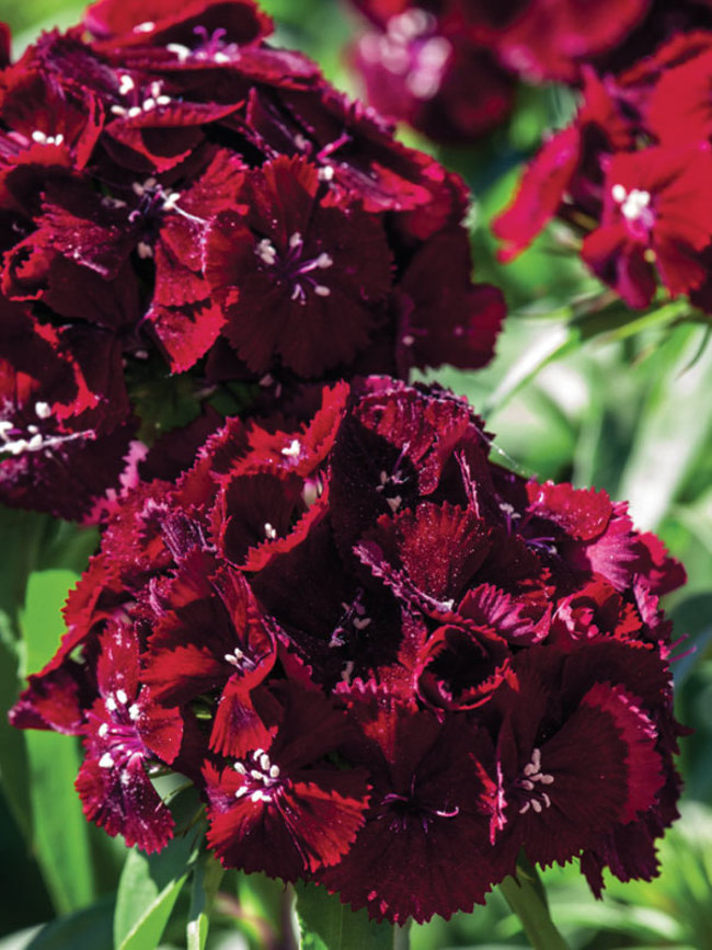 Dianthus ‘Black Cherry Frost’