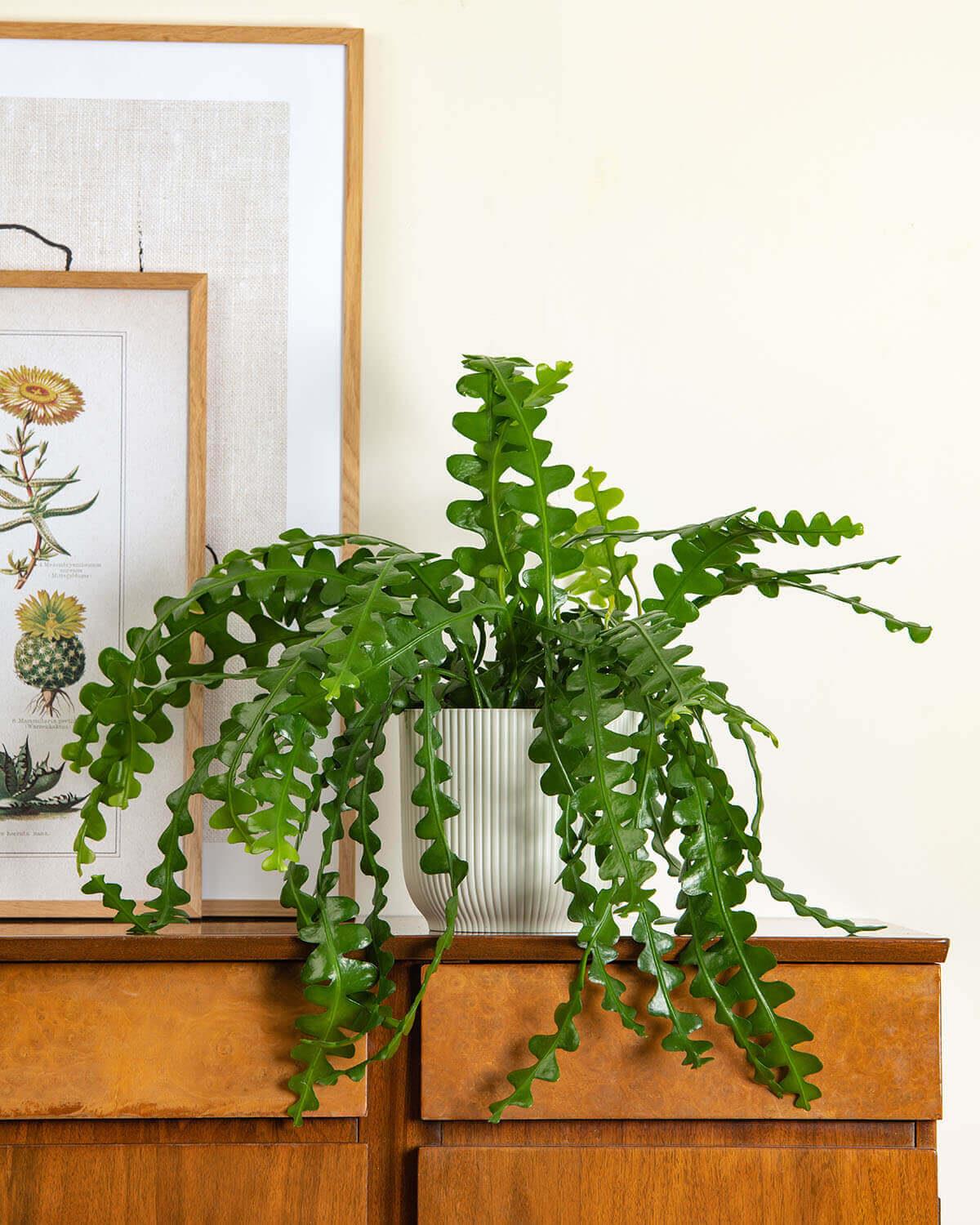 Epiphyllum Fishbone Cactus