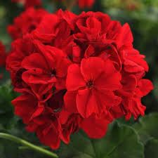 Geranium Fantasia Dark Red