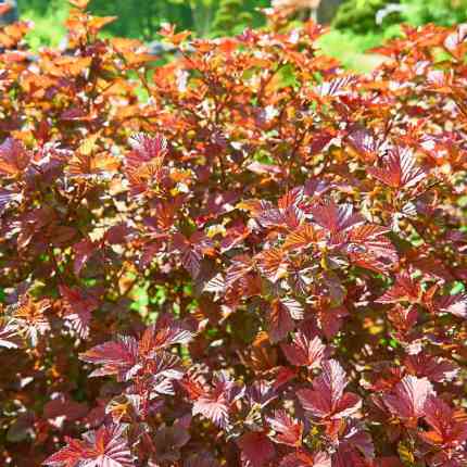 Physocarpus opulifolius Jefam - Ninebark, Amber Jubilee #3