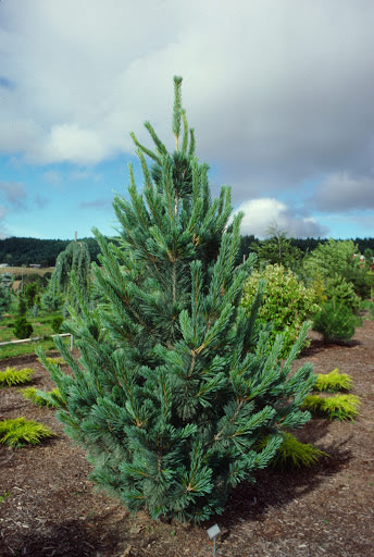 Pinus flexilis ‘Vanderwolf’ 4′