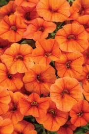 Calibrachoa Suprbl Creamsicle Ipd